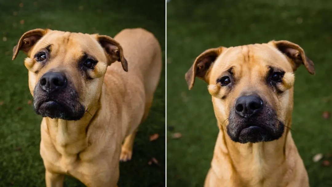 Unadoptable ‘Ugly’ Dog Desperately Waits For A Family Behind Kennel Doors