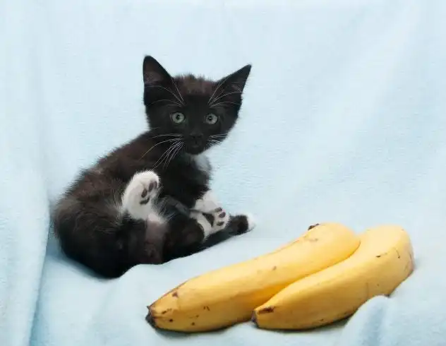 Can Cats Eat Bananas?