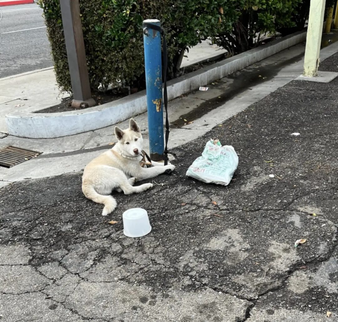 Gorgeous white Puppy Was Tied To Pole For Days Until Kind-Hearted People Saved Him