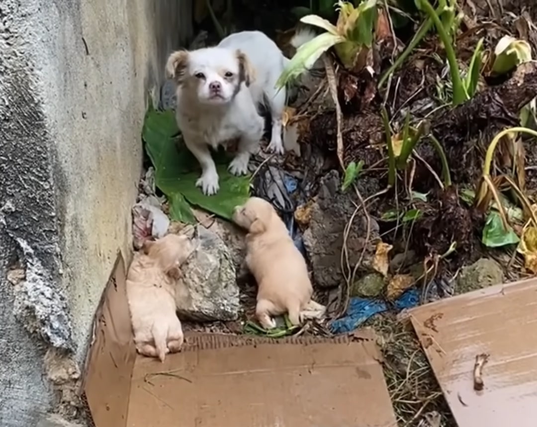 Starving Mom Dog Desperately Watches Her 3 Babies Crying In The Rain And Tries To Keep Them Warm